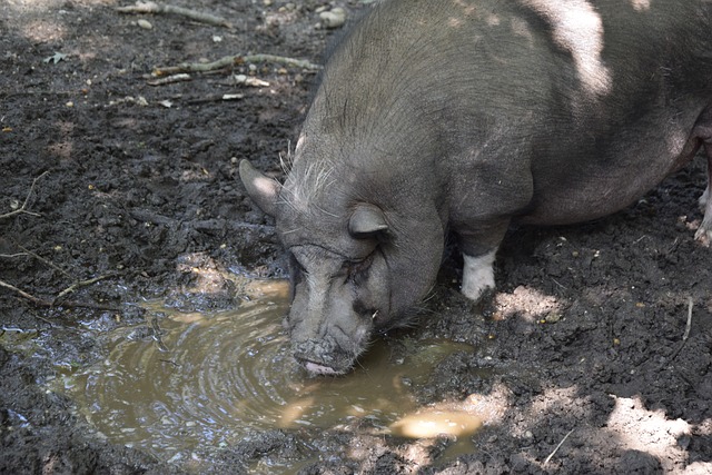 迷为之倾倒 迷为之倾倒